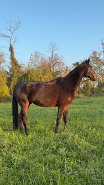 Cavallo Hannover in fida gratuita