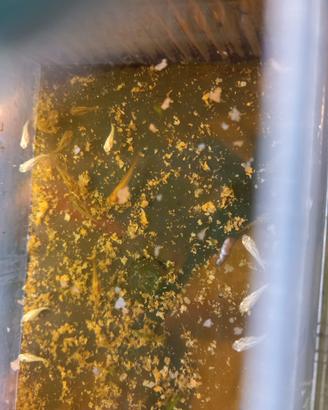 Platy gialli e neri