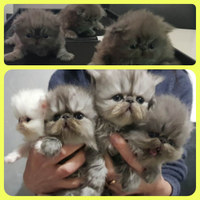 Cuccioli persiani ipertipici