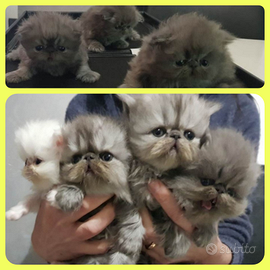 Cuccioli persiani ipertipici