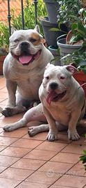 American bully