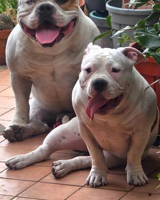 American bully