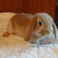 Coniglio nano ariete