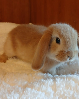 Coniglio nano ariete