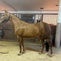 Cavalla scuola e passeggiate