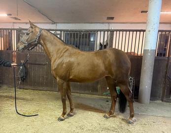 Cavalla scuola e passeggiate