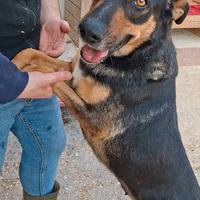 VITTORIA un anno e mezzo, tranquilla e socievole