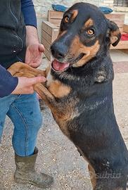 VITTORIA un anno e mezzo, tranquilla e socievole