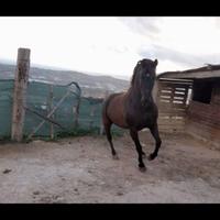Cavalla