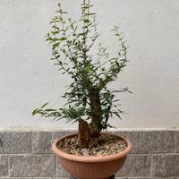 pre bonsai melograno 