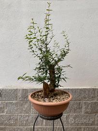 pre bonsai melograno 