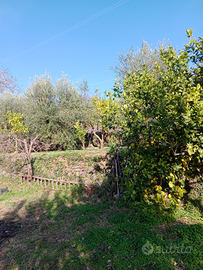 Terreno agricolo vendesi