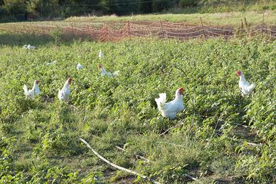 Ovaiola livornese bianca