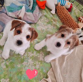 Jack Russell cuccioli