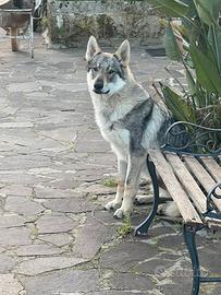 Cane lupo cecoslovacco