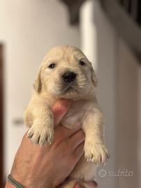 Cuccioli Golden Retriever