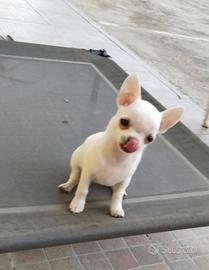 Chihuahua femmina 