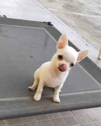 Chihuahua femmina 