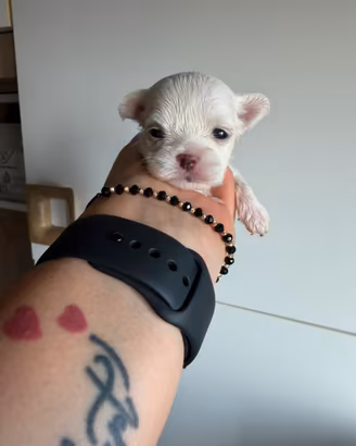 Maltese taglia piccola