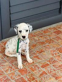 Cucciolo dalmata disponibile