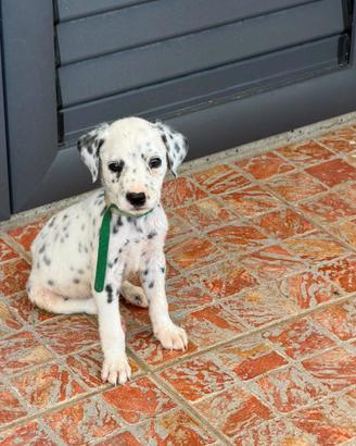 Cucciolo dalmata disponibile