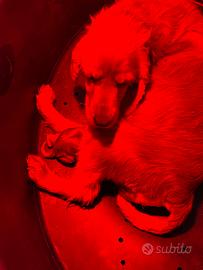 COCKER Spaniel Neri e Miele