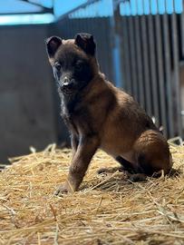 Cucciole pastore belga Malinois