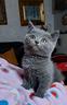 cuccioli-di-gattini-scottish-straight