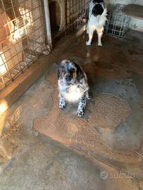 Cane Setter Inglese