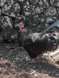 Gallo australorp nero