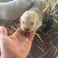Labrador