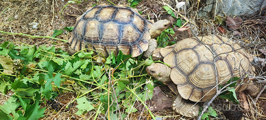 Tartaruga sulcata femmine