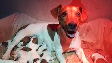 cuccioli di Jack russell a pelo corto