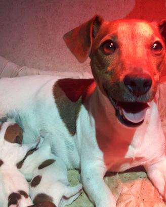 cuccioli di Jack russell a pelo corto