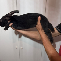 Conigli delle fiandre