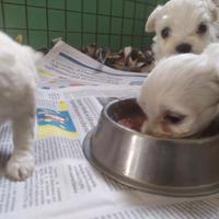 Maltesi Toy cuccioli