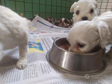Maltesi Toy cuccioli