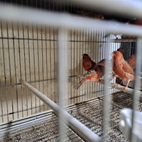 Canarini agata rosso intenso e brinato