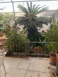 Cycas