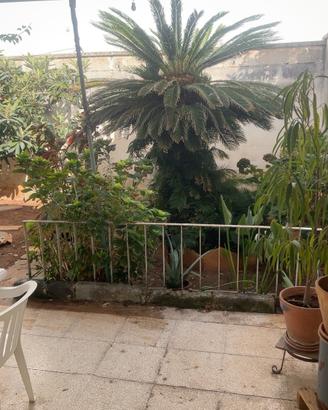 Cycas