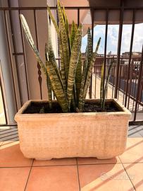 Set 5 Vasi in Gesso Decorato con Piante