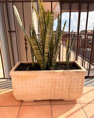 Set 5 Vasi in Gesso Decorato con Piante