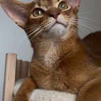 Abissino gatto