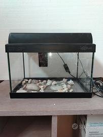 Aquario 