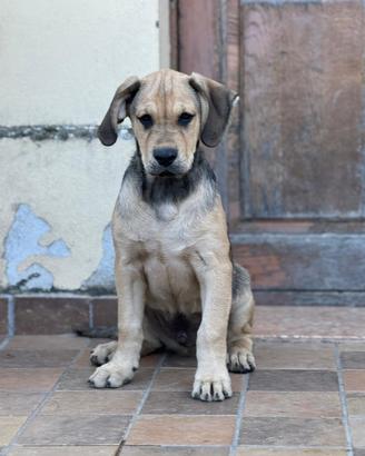 Cuccioli incrocio