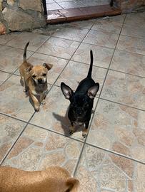 Chihuahua toy