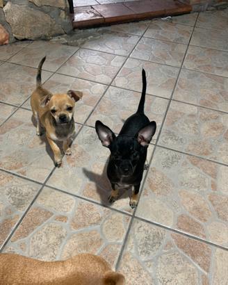 Chihuahua toy