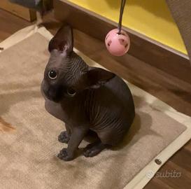 Sphynx subito disponibili