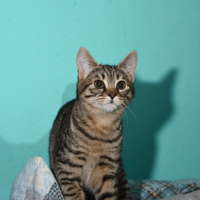 Due micro gattine dolci e simpatiche