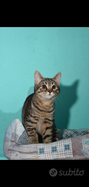 Due micro gattine dolci e simpatiche